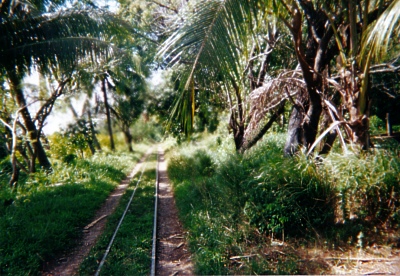 Rail tracks leading into the bush - Combo Road